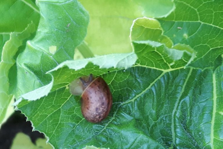 How to Get Rid of Slugs and Snails in the Garden • Weekly Gardening Tips