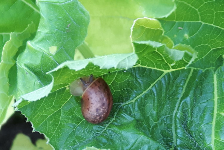 How to Deal with Slugs and Snails in the Garden