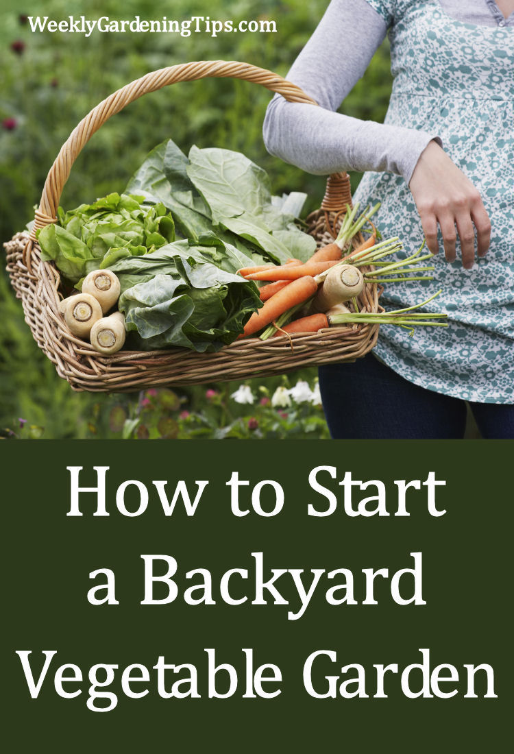 How to Start Backyard Vegetable Garden