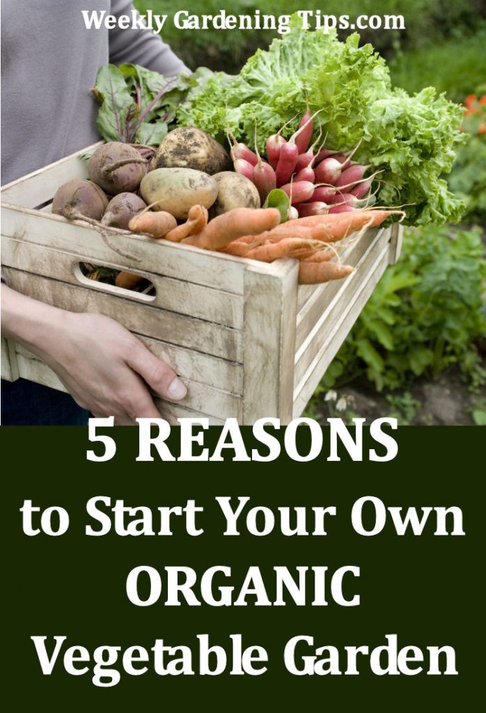 5 Reasons To Start Your Own Organic Vegetable Garden – Weekly Gardening