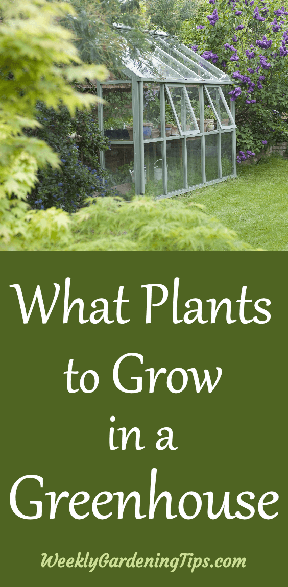What plants to grow in a greenhouse